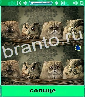 "Котики" - ответы на игру в Одноклассниках, Фотострана