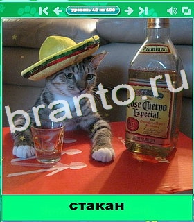 "Котики" - ответы на игру в Одноклассниках, Фотострана