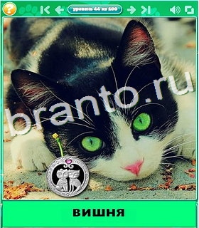 "Котики" - ответы на игру в Одноклассниках, Фотострана