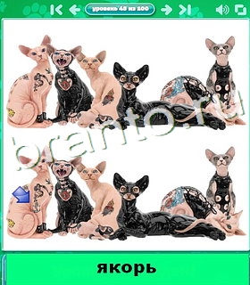 "Котики" - ответы на игру в Одноклассниках, Фотострана