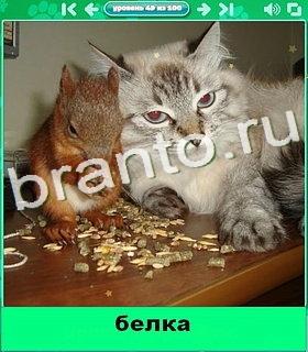 "Котики" - ответы на игру в Одноклассниках, Фотострана
