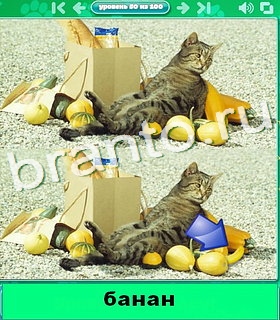 "Котики" - ответы на игру в Одноклассниках, Фотострана