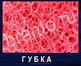 Что под микроскопом - ответы на все уровни игры