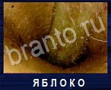 Что под микроскопом - ответы на все уровни игры