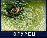 Что под микроскопом - ответы на все уровни игры