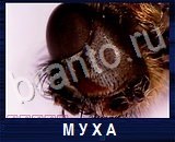 Что под микроскопом - ответы на все уровни игры