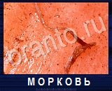 Что под микроскопом - ответы на все уровни игры