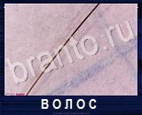 Что под микроскопом - ответы на все уровни игры