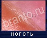 Что под микроскопом - ответы на все уровни игры