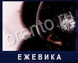 Что под микроскопом - ответы на все уровни игры
