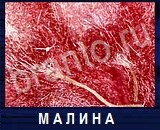 Что под микроскопом - ответы на все уровни игры