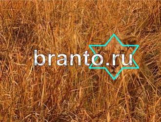 Игра "Найди животное" - ответы
