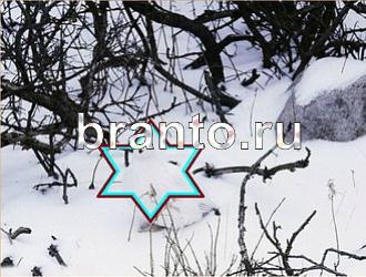 Игра "Найди животное" - ответы