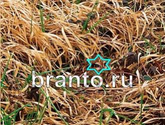 Игра "Найди животное" - ответы