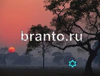 Игра "Найди животное" - ответы