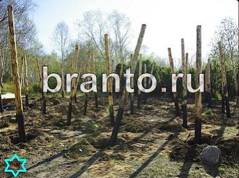 Найди собаку - ответы на игру ВКонтакте, в Одноклассниках
