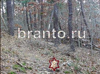 Найди собаку - ответы на игру ВКонтакте, в Одноклассниках