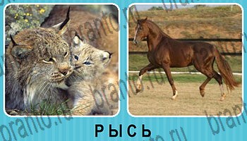 Омонимы - ответы на все уровни игры