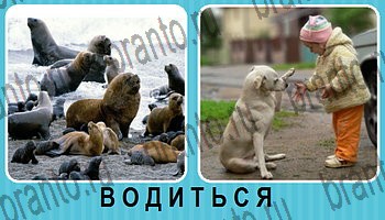 Омонимы - ответы на все уровни игры