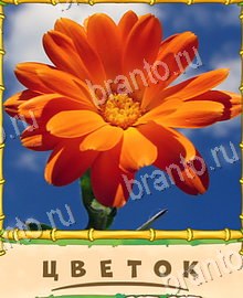 "Птица-Говорун" - ответы на все уровни игры в Одноклассниках