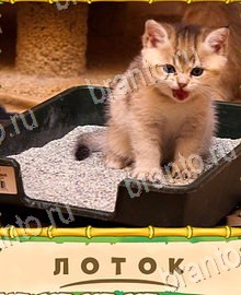"Птица-Говорун" - ответы на все уровни игры в Одноклассниках