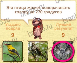 Пушистые вопросы - ответы к игре в Одноклассниках: СЕЗОН 1