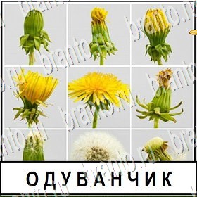 Разгадай слово - ответы к игре