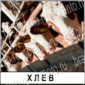 Разгадай слово - ответы к игре