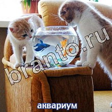 Ответы на игру Следопыты: спасите котёнка