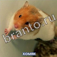 Ответы на игру Следопыты: спасите котёнка