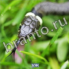 Ответы на игру Следопыты: спасите котёнка