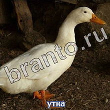 Ответы на игру Следопыты: спасите котёнка