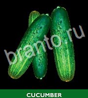 Food Quiz - ответы на все уровни игры