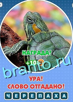 Игра Увидел? Угадай! в Одноклассниках - ответы