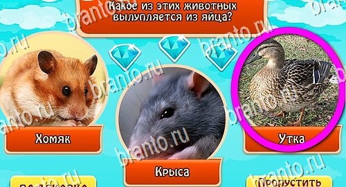 Всезнайка - ответы на игру