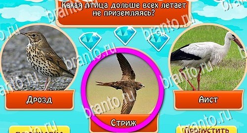 Всезнайка - ответы на игру