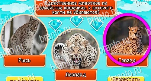Всезнайка - ответы на игру