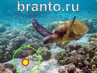 Зоркий глаз: найди отличия - ответы