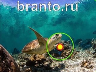 Зоркий глаз: найди отличия - ответы