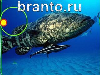 Зоркий глаз: найди отличия - ответы