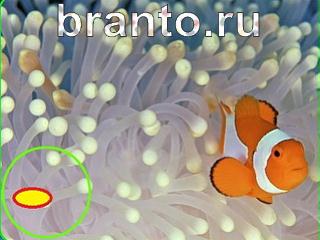 Зоркий глаз: найди отличия - ответы