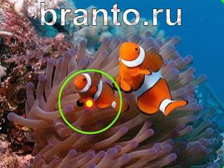 Зоркий глаз: найди отличия - ответы