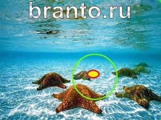 Зоркий глаз: найди отличия - ответы