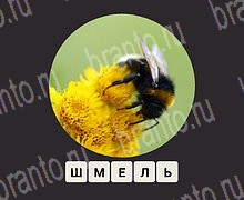 ЗУМ Увеличенные изображения android, iOS - ответы на игру