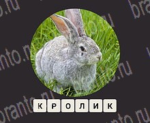 ЗУМ Увеличенные изображения android, iOS - ответы на игру