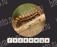 ЗУМ Увеличенные изображения android, iOS - ответы на игру