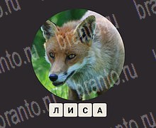 ЗУМ Увеличенные изображения android, iOS - ответы на игру