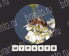 ЗУМ Увеличенные изображения android, iOS - ответы на игру