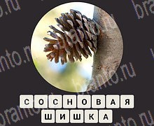 ЗУМ Увеличенные изображения android, iOS - ответы на игру